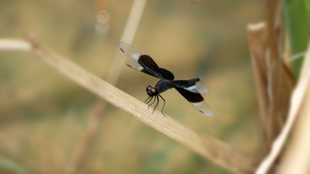 Black dragonfly close up on the background blur.の写真素材