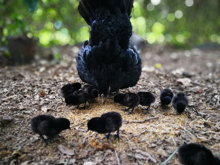 The hen brings the baby to eat.の写真素材