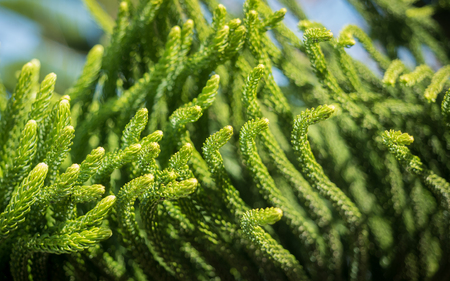 Green Cook pine tree leave, close upの写真素材