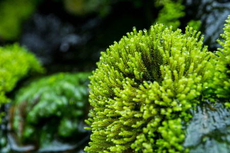Close up green moss with drop of water.の写真素材