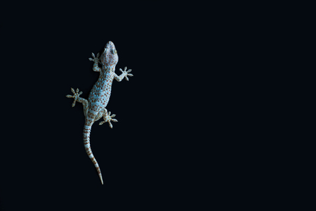 Gecko on black background.の写真素材