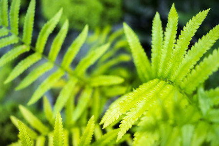 Green fern leaves close up.