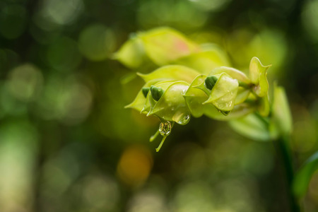 Little Bird flowers close up after rain.の写真素材