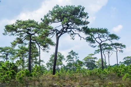 Pine forest on the mountainsideの写真素材