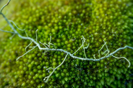 Fruticose lichen on green moss.の写真素材