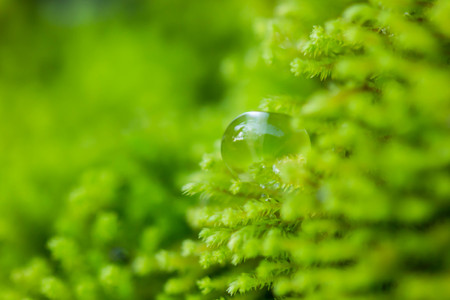 Drop of water close up on green moss.の写真素材