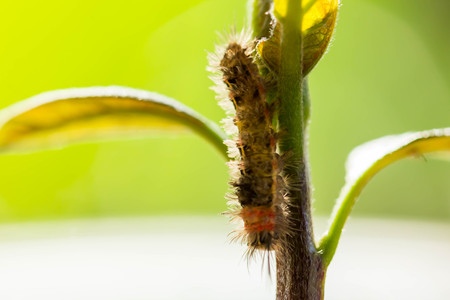 Hairy caterpillar close up on fresh leaves.の写真素材