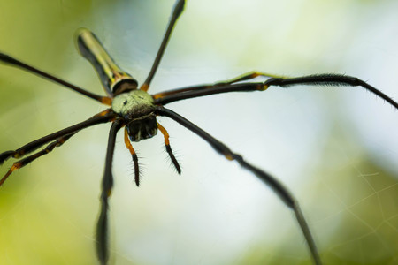 Yellow and black spiders and long body close up.の写真素材