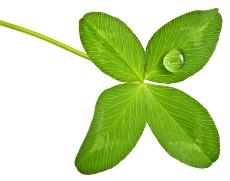 four leaf clover with dew drop の写真素材