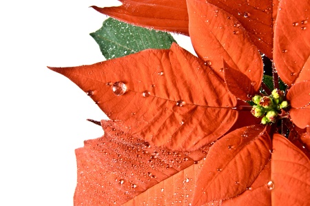 detail of christmas poinsettia flower with dew drops の写真素材