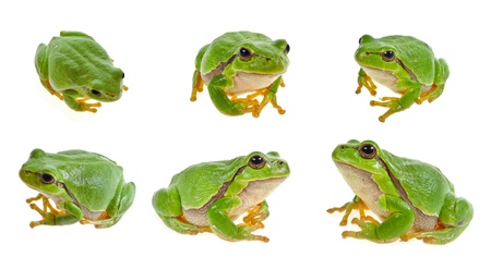 tree frog collection の写真素材