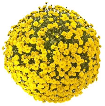chrysanthemumの写真素材