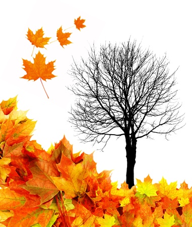 tree silhouette and autumn leavesの写真素材