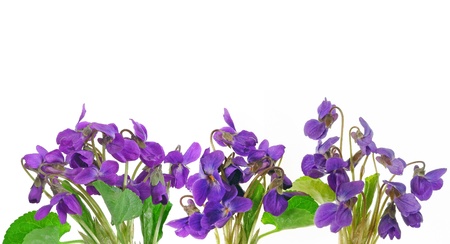 violetsの写真素材