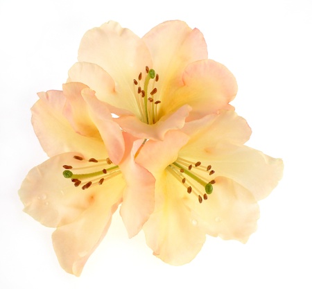 three rhododendron flowersの写真素材