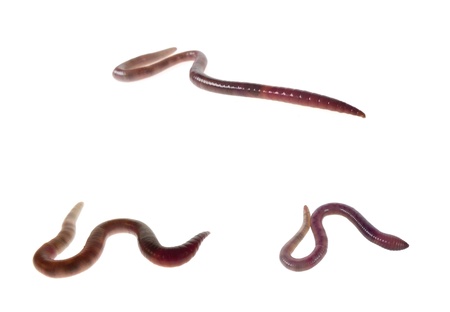 earthworm collectionの写真素材