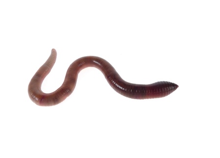 earthworm