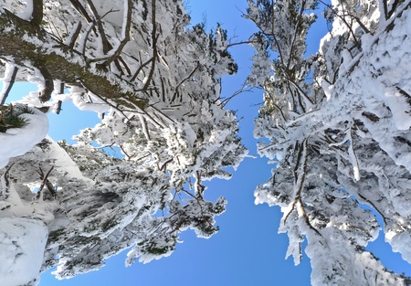 snow covered pine trees