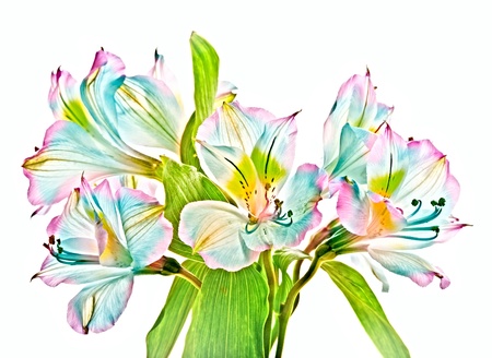 alstroemeriaの写真素材