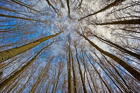 look up into the treetops の写真素材
