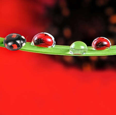 ladybird and red flower - empty space for textの写真素材