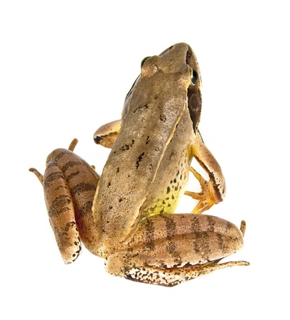 Frog - Rana temporaria on white backgroundの写真素材