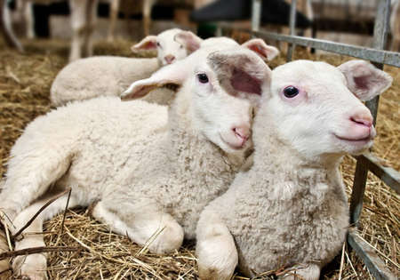 lambsの写真素材