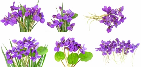 violet collectionの写真素材