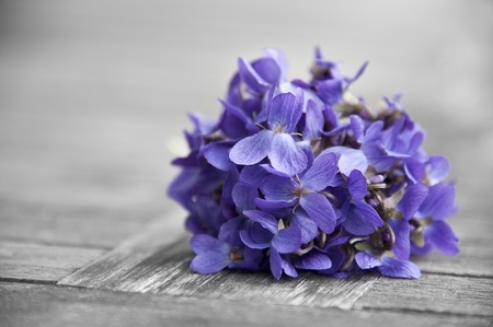 bounch of spring violetsの写真素材
