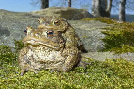 frogs - european toad  couple  in the springtimeの写真素材