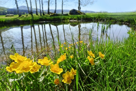 spring landscape - little pond with marsh marigold floweringの写真素材