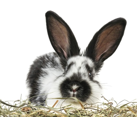 little young rabbitの写真素材