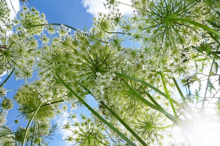 flowering umbel plant and blue skyの写真素材