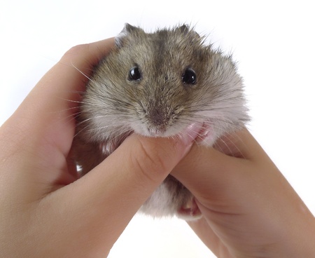 little dwarf hamster in children hands white backgroundの写真素材