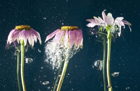 flower and bubbles in waterの写真素材