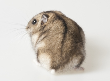 hamster back sideの写真素材