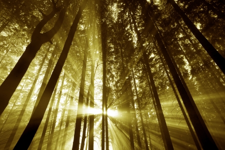 sun beams in a morning woodの写真素材