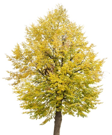 autumn lime treeの写真素材