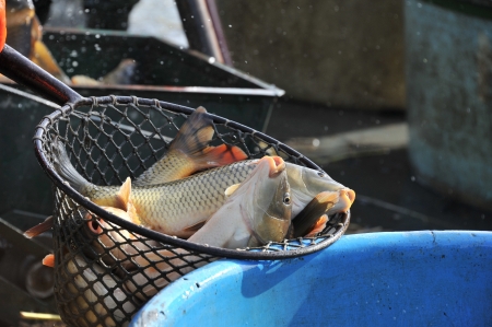 carps in a landing netの写真素材