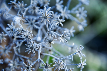 frozen plant