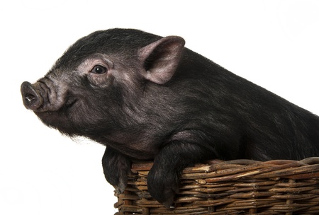 a cute little black pig  in a basket - white backgroundの写真素材