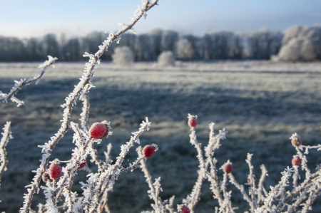 frozen hips covered with ice crystalsの写真素材