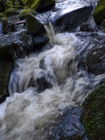 a brook in a forest - early springの写真素材
