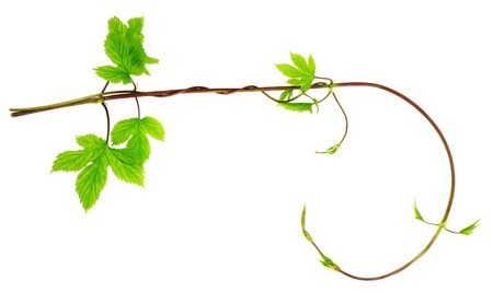 green fresh plantの写真素材