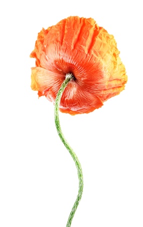 garden poppyの写真素材