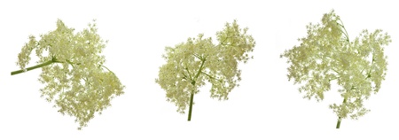 European black elder healthy herb flowers