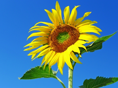 big sunflowerの写真素材