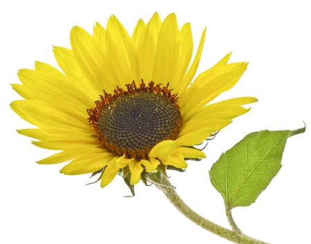 sunflowerの写真素材
