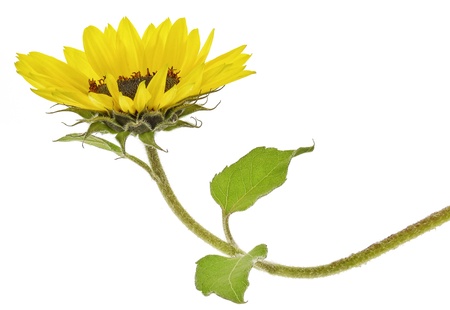 sunflowerの写真素材