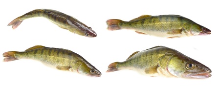 pikeperchの写真素材